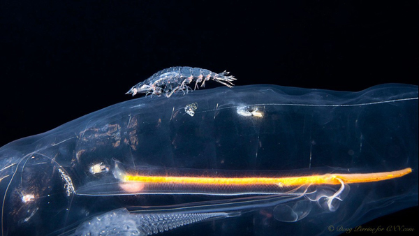 مجموعة صور لمخلوقات مائية غير معروفة