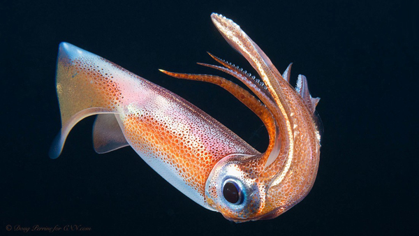 مجموعة صور لمخلوقات مائية غير معروفة