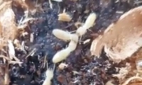 النمل الأبيض الأكثر ضررا في العالم يغزو اسرائيل