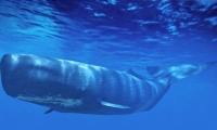 حل شفرة لغة الحيتان