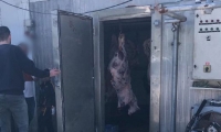 التحقيق مع صاحب ملحمة بعد ضبط 5 أطنان من اللحوم غير الصالحة للاستهلاك