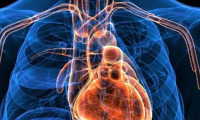  تجربة علمية مثيرة للاهتمام: تجديد خلايا القلب