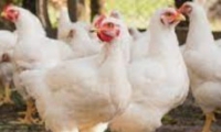 انتشار انفلونزا الطيور بين الدجاج ووزارة الزراعة تبيد 600 الف طير وتقرر استيراد البيض