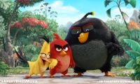 شاهد التريلار الأول لفيلم Angry Birds