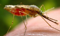 عقار فائز بنوبل للطب يكافح الملاريا