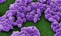 علماء يكتشفون كيف تقوم البكتيريا المقاومة للعقاقير ببناء دفاعاتها