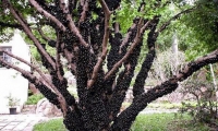 شجرة العنب البرازيلية واحدة من أغرب الأشجار في طريقة الإثمار