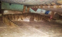 استيقظ من النوم فوجد تمساح تحت السرير 