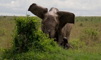 صور: فيل غاضب يغرس أنيابه بجاموس حتى الموت