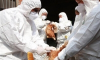 4 بؤر جديدة لإنفلونزا الطيور الفتاك في فرنسا