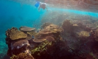 اكتشاف منطقة غامضة بالبحر الكاريبي تحوي أسماكًا غير معروفة