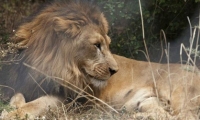اكتشاف مستوطنة في إثيوبيا يعيش فيها أكثر من 100 أسد