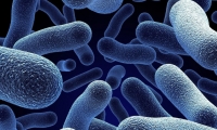 اكتشاف مضاد حيوي فعال في مكافحة البكتيريا المقاومة