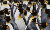 السر وراء عدم تجمد طيور البطريق في القطب الجنوبي