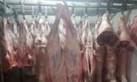 مصادرة نصف طن من اللحوم في ساحة منزل خلال البحث عن مشتبه