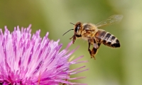 تعرف على الكائنات الأكثر تنظيماً على الأرض.. النحل