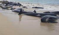 نفوق عدد كبير من الحيتان بعد جنوحها لشاطئ بأستراليا