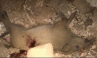 مواطنون أطلقوا الرصاص على خنازير برية هاجمت الحي الجنوبي في كفرقاسم