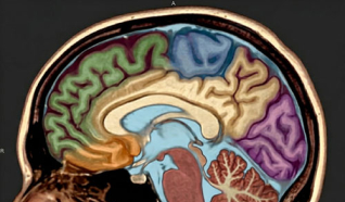 نهج جديد لعلاج ألزهايمر يعيد الذاكرة بالفئران