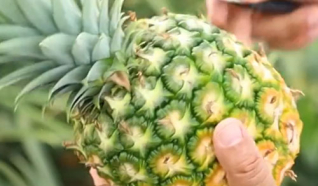 4 فوائد صحية رائعة للأناناس