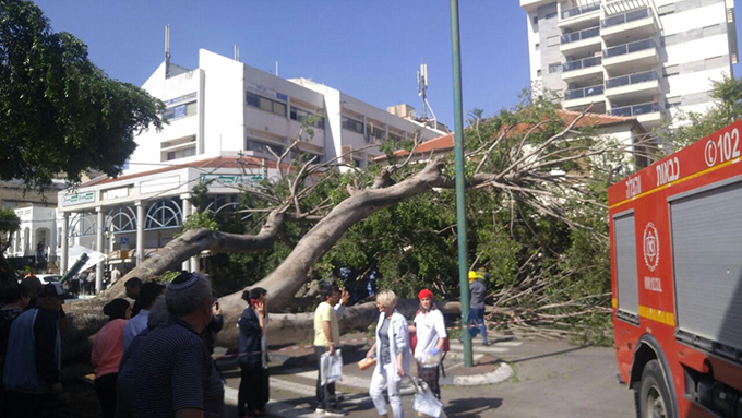 مصرع سيدة جراء سقوط شجرة عليها
