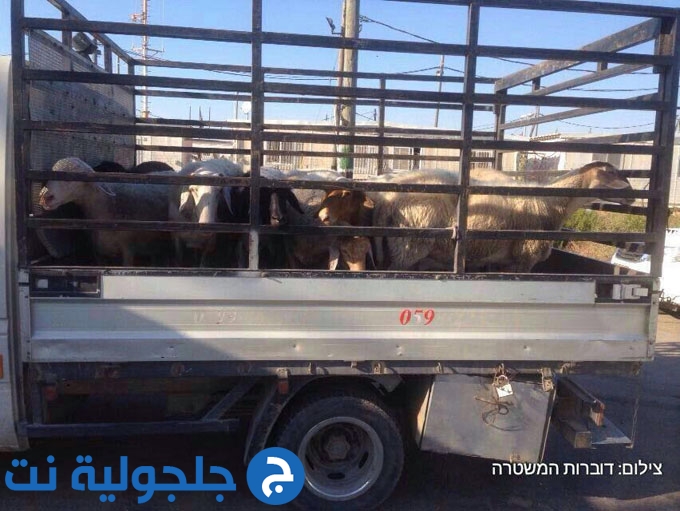 سرقة 44 خروف من موشاپ ريناتيه والعثور عليها في دير بلوط وقبيا
