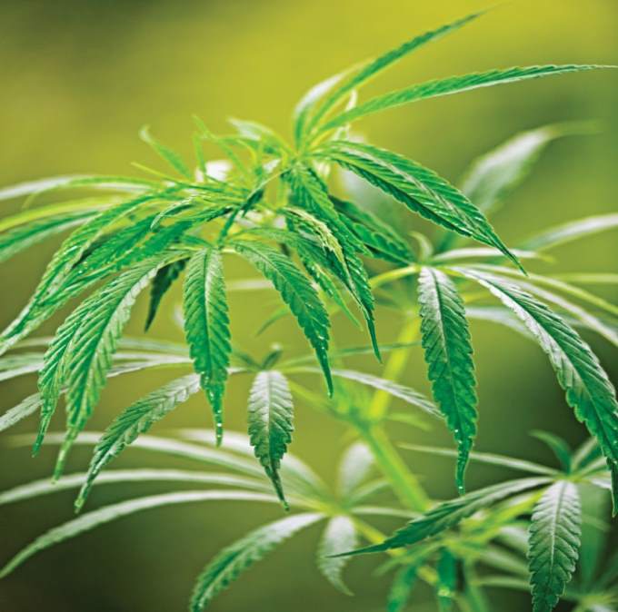 السلطة الوطنية لمكافحة المخدرات والكحول تؤيد استخدام القنب الطبي(المارخوانا الطبية)