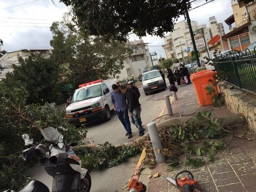 إصابة سيدة بجراح متوسطة بعد سقوط أغصان شجرة ضخمة عليها