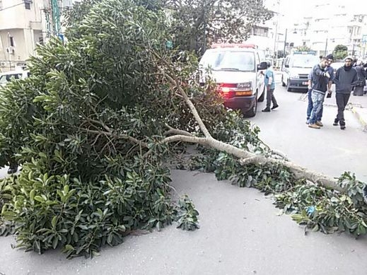 إصابة سيدة بجراح متوسطة بعد سقوط أغصان شجرة ضخمة عليها