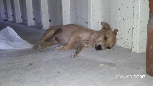 اعتقال مشتبه بالتنكيل بالحيوانات بعد العثور عليها بأوضاع مزرية