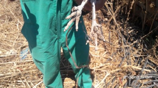 اعتقال مشتبه بالتنكيل بالحيوانات بعد العثور عليها بأوضاع مزرية