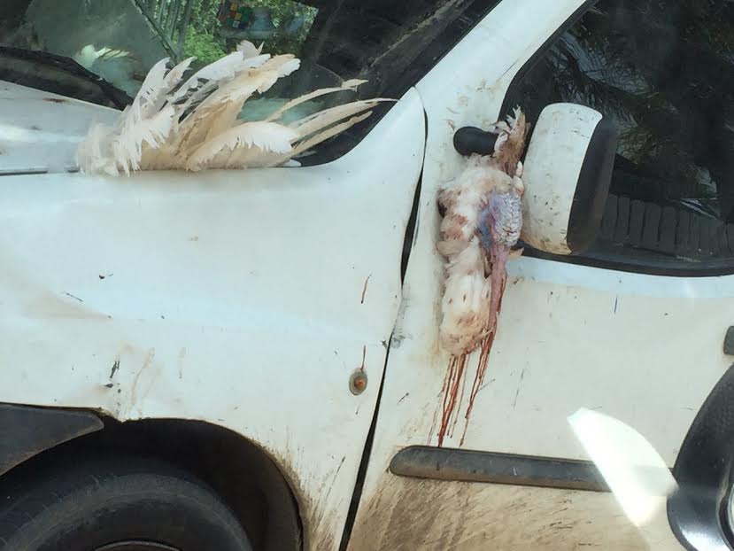 اعتقال سائق قام بتزيين سيارته باشلاء طيور مذبوحة