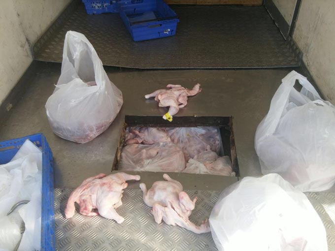 الشرطة تضبط اكثر من نصف طن من اللحوم غير الصالحة