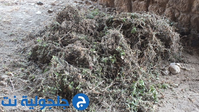 حملة تنظيف الخان في جلجولية 