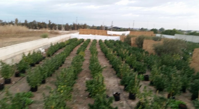 دونم مزروع مريخوانا في جنوب البلاد، اعتقال سيدة وابنيها