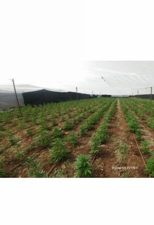 اعتقال مشتبهين بزراعة والتجارة في المخدرات