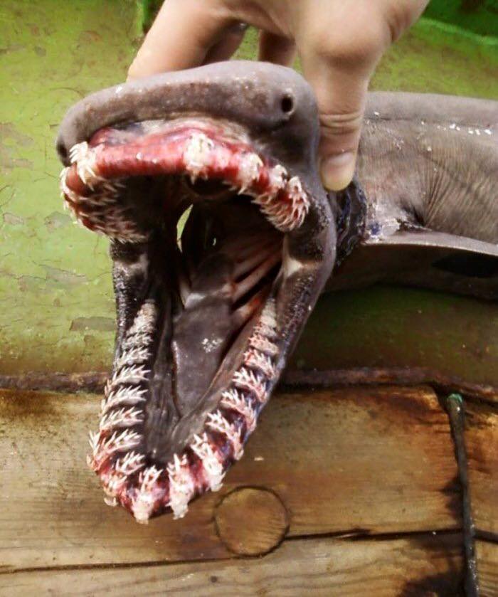 اسماك غريبة لم تشاهدها من قبل!