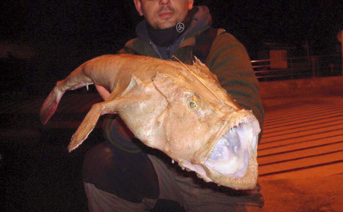 اسماك غريبة لم تشاهدها من قبل!