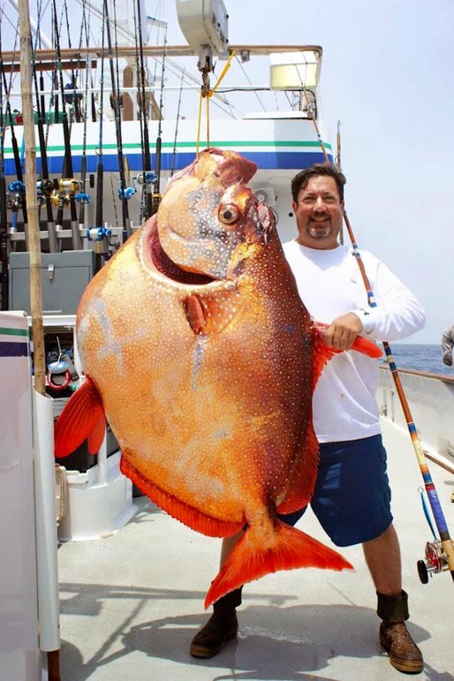 اسماك غريبة لم تشاهدها من قبل!