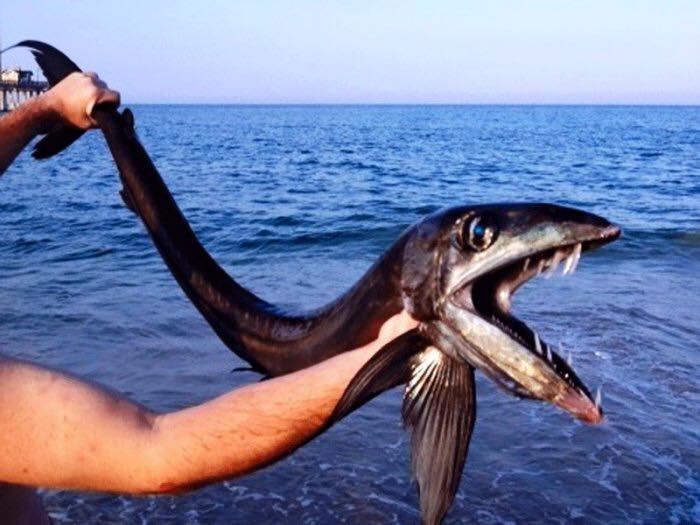 اسماك غريبة لم تشاهدها من قبل!