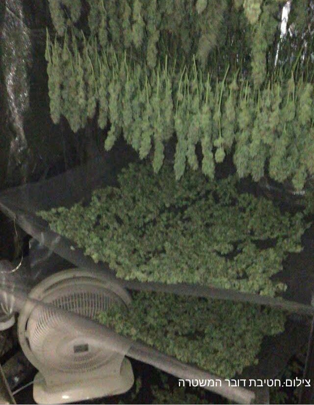 الشرطة تضبط مختبرين لمخدر المريحوانا