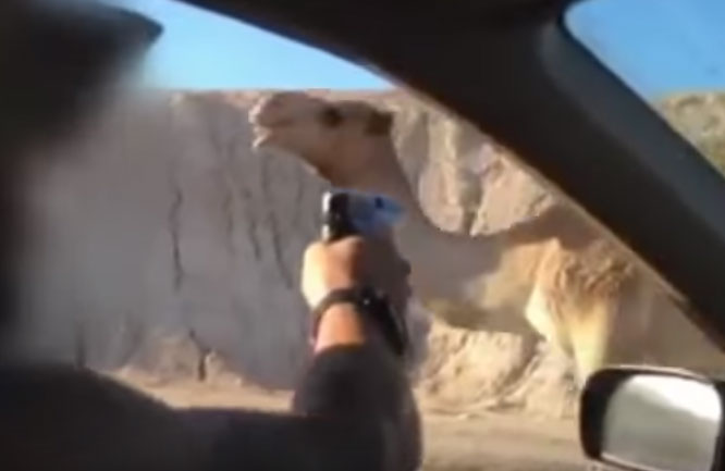 السجن (4) أشهر لجندي اسرائيلي قتل جملا بالرصاص